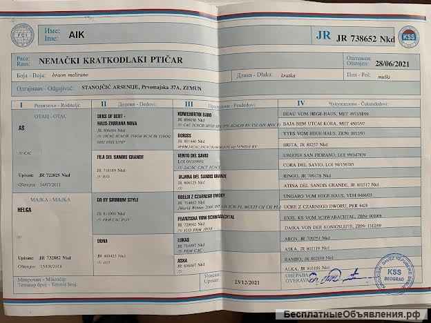 Немецкий короткошерстный пойнтер