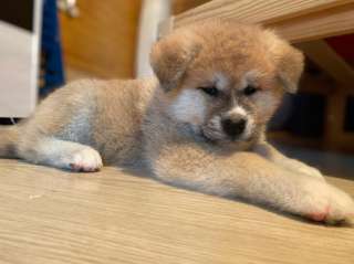 Высокопородные щенки Акита-ину