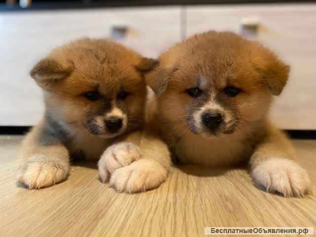 Высокопородные щенки Акита-ину