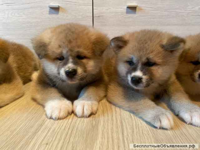 Высокопородные щенки Акита-ину
