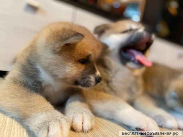 Высокопородные щенки Акита-ину