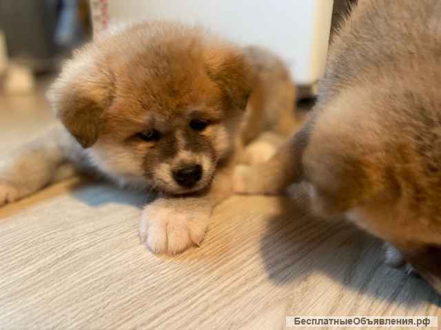 Высокопородные щенки Акита-ину