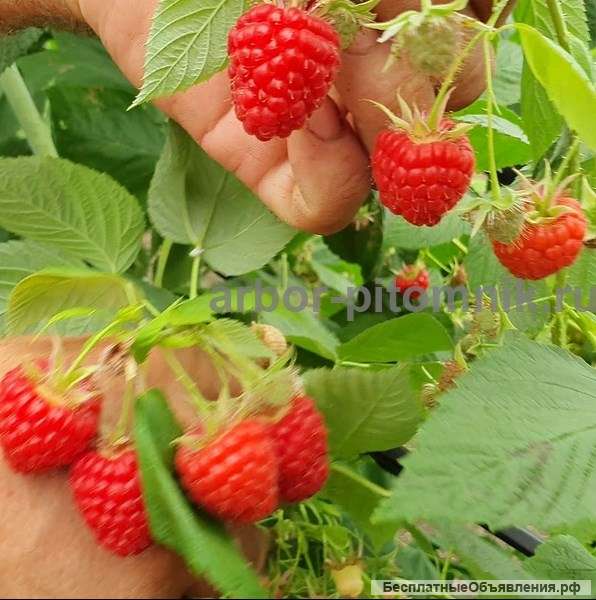 Саженцы малины: малина крупноплодная, ремонтантная, в горшках и в коме с землей