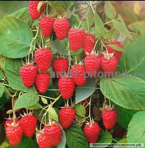 Саженцы малины: малина крупноплодная, ремонтантная, в горшках и в коме с землей