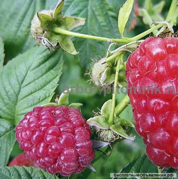 Саженцы малины: малина крупноплодная, ремонтантная, в горшках и в коме с землей