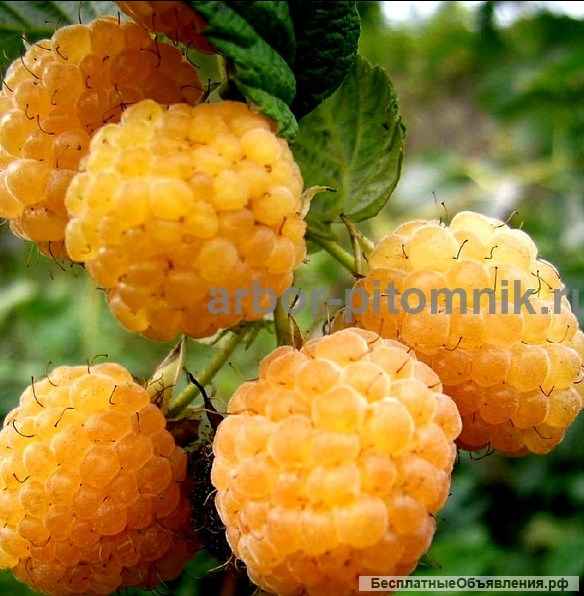 Саженцы малины: малина крупноплодная, ремонтантная, в горшках и в коме с землей