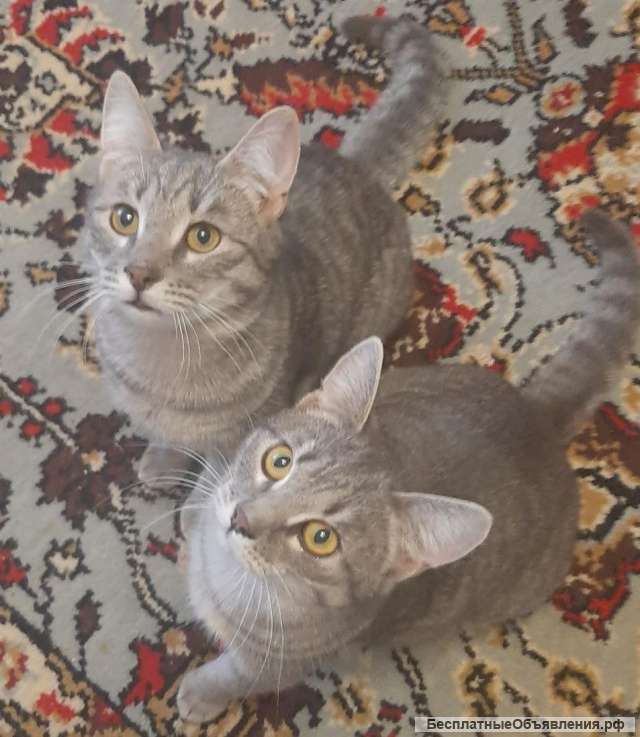 Кот и Кошка Шанечка и Васико в добрые руки