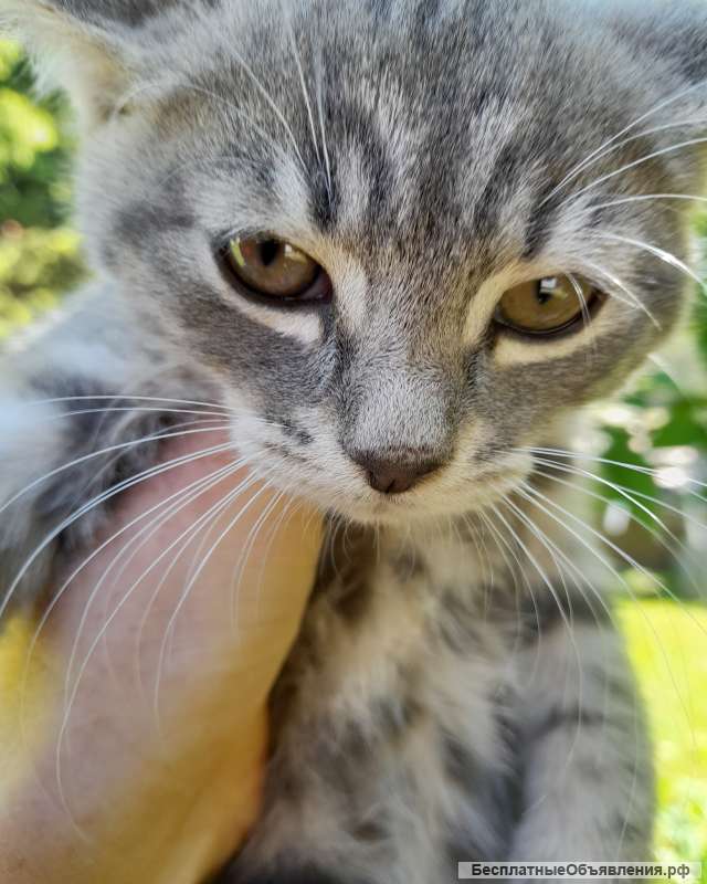 Котят. Самовывоз. Описание внизу