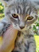 Котят. Самовывоз. Описание внизу