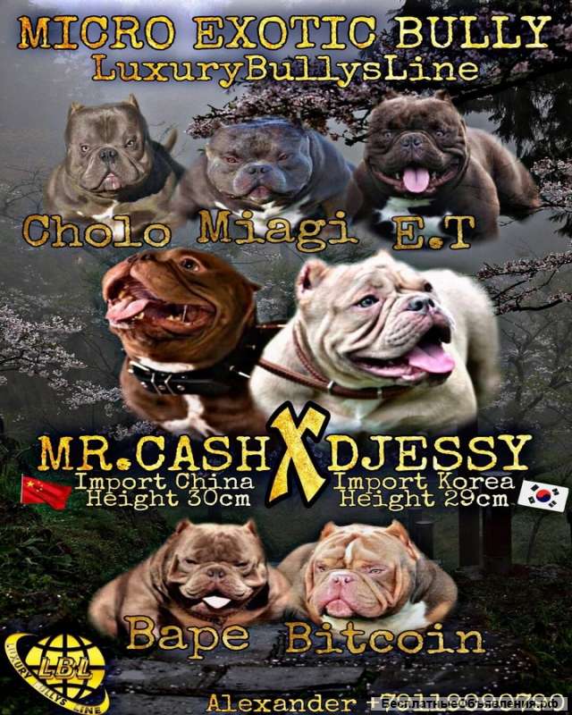 Щенки микро экзотик Булли