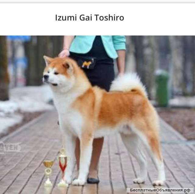 Акита-ину щенки