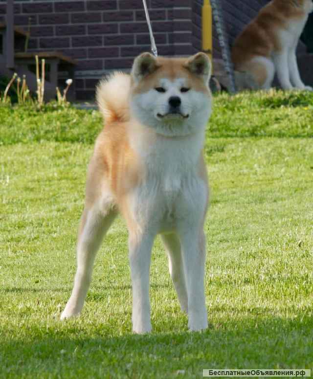 Акита-ину щенки