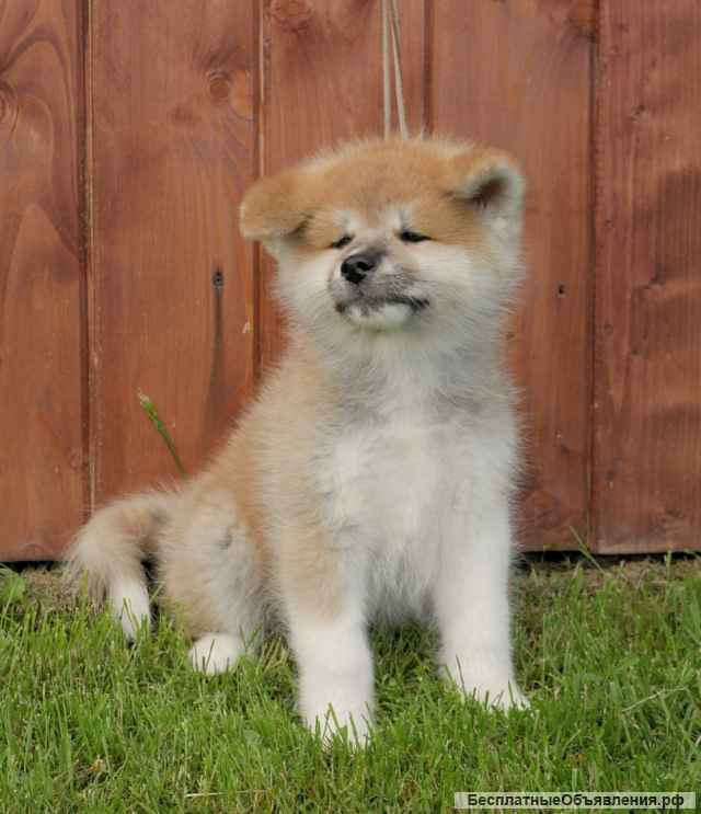 Акита-ину щенки