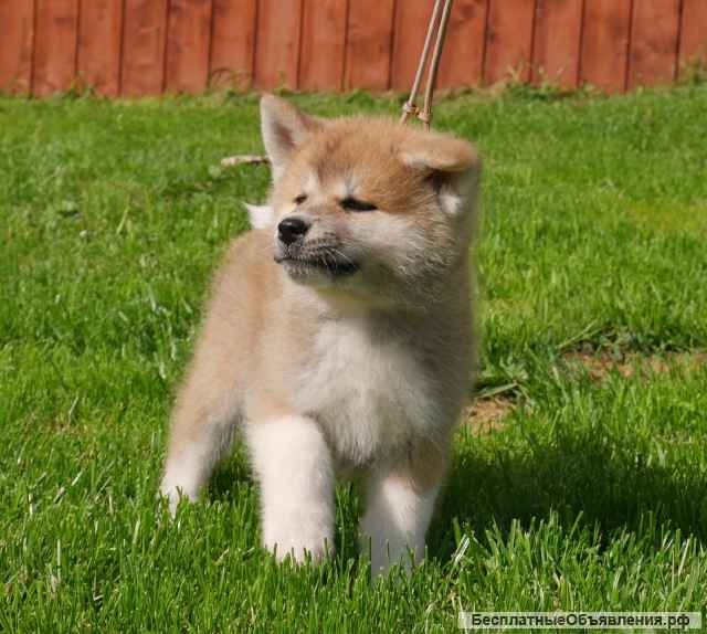 Акита-ину щенки
