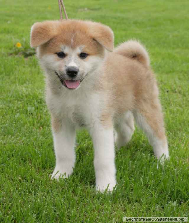 Акита-ину щенки