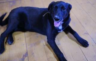 Черный щенок Дина в добрые руки