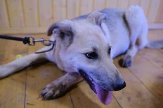 Светленький щенок Трисс в добрые руки