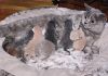 Отдам бесплатно британских голубых котят
