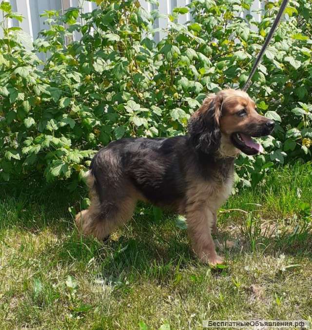 Ищет дом метис спаниеля щенок Майя