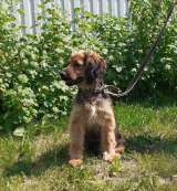 Ищет дом метис спаниеля щенок Майя