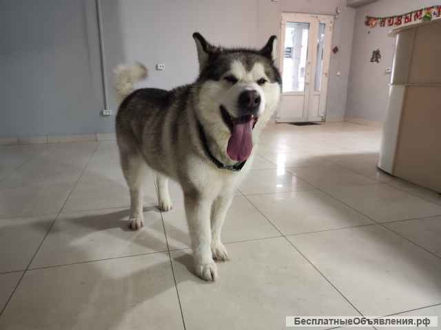 Груминг салон ХАН