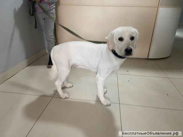 Груминг салон ХАН