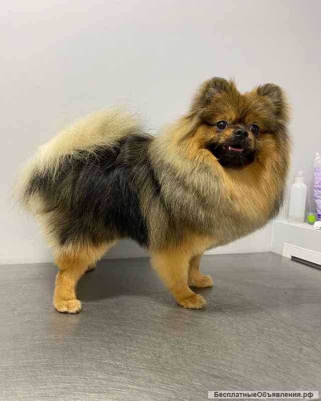 Груминг салон ХАН