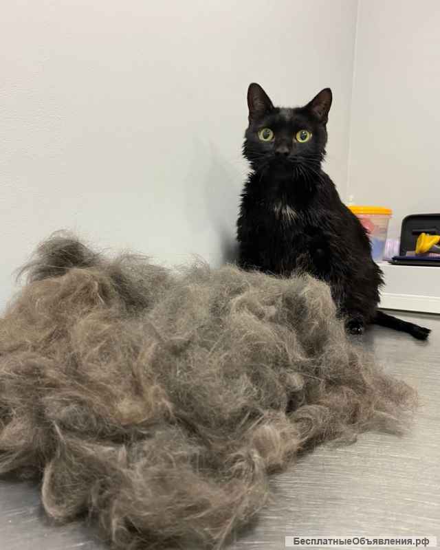 Груминг салон ХАН