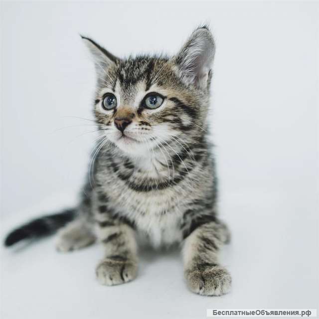 Крохотные домашние котята в добрые руки