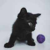 Крохотные домашние котята в добрые руки