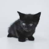 Крохотные домашние котята в добрые руки