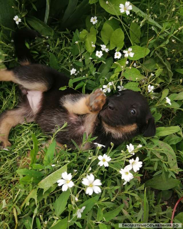 Отдам щенят в добрые руки