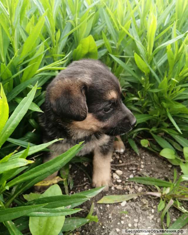 Отдам щенят в добрые руки