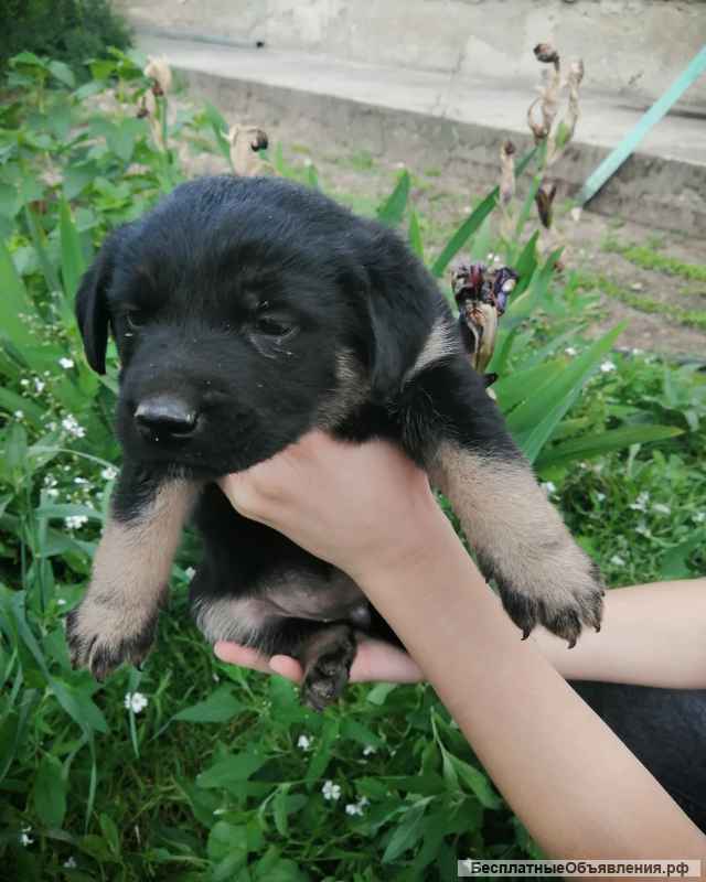 Отдам щенят в добрые руки