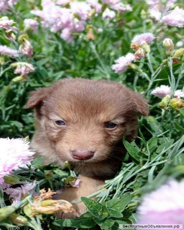 Отдам щенят в добрые руки