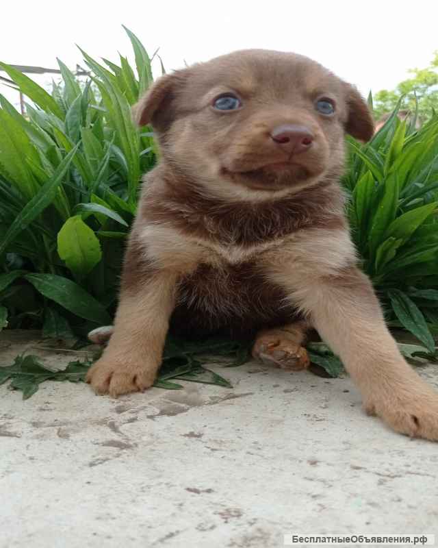 Отдам щенят в добрые руки