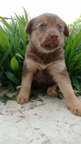 Отдам щенят в добрые руки