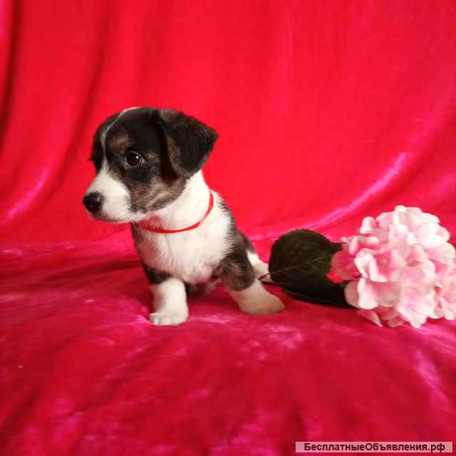 Вельш-Корги Кардиган. Щенки.