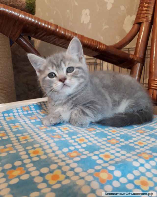 Котенок Эльси окрас мрамор на голубом золоте