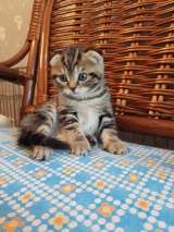 Элитный мраморный котенок Юззи
