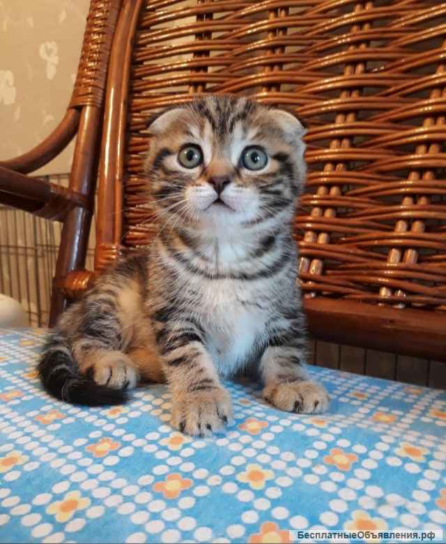 Элитный мраморный котенок Юззи