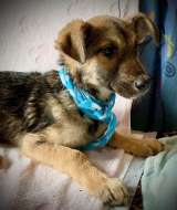 Щенок-метис Марта в добрые руки