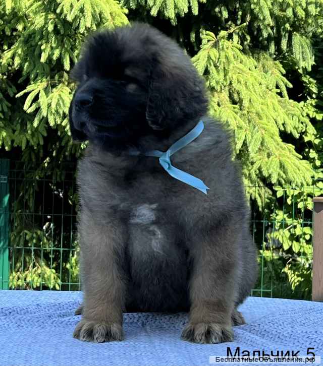 Щенки леонбергера от питомника из г Домодедово