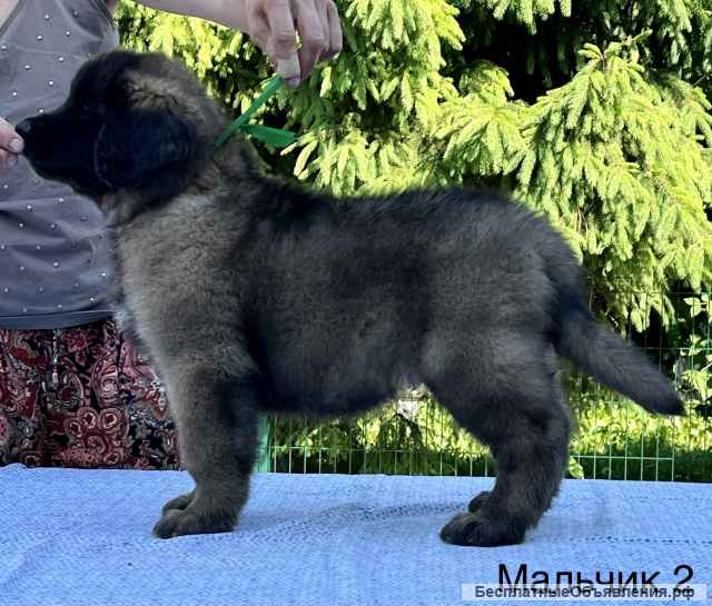 Щенки леонбергера от питомника из г Домодедово