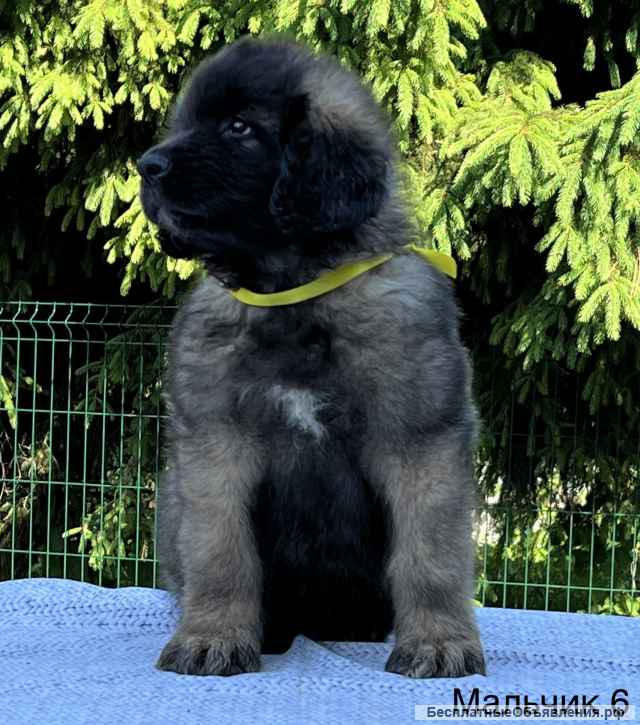 Щенки леонбергера от питомника из г Домодедово