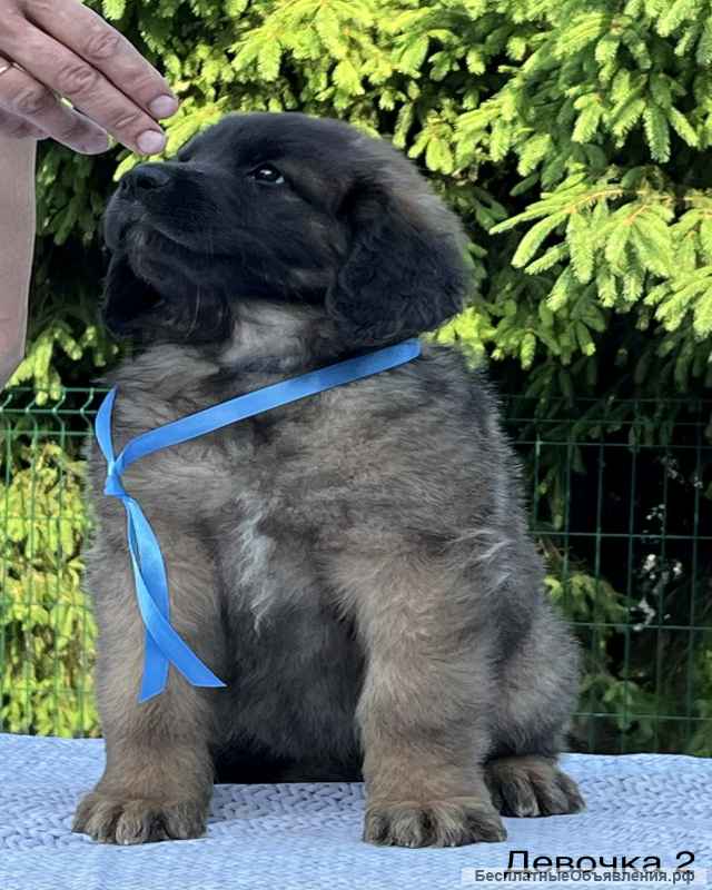 Щенки леонбергера от питомника из г Домодедово