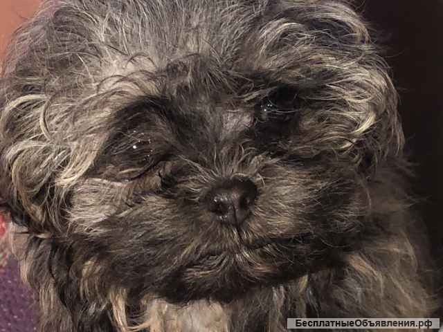 Щенка русской цветной болонки, великолепную суку