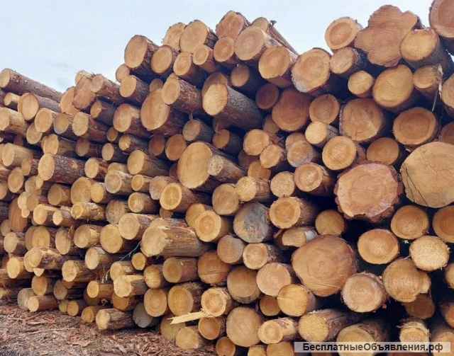 Лес кругляк