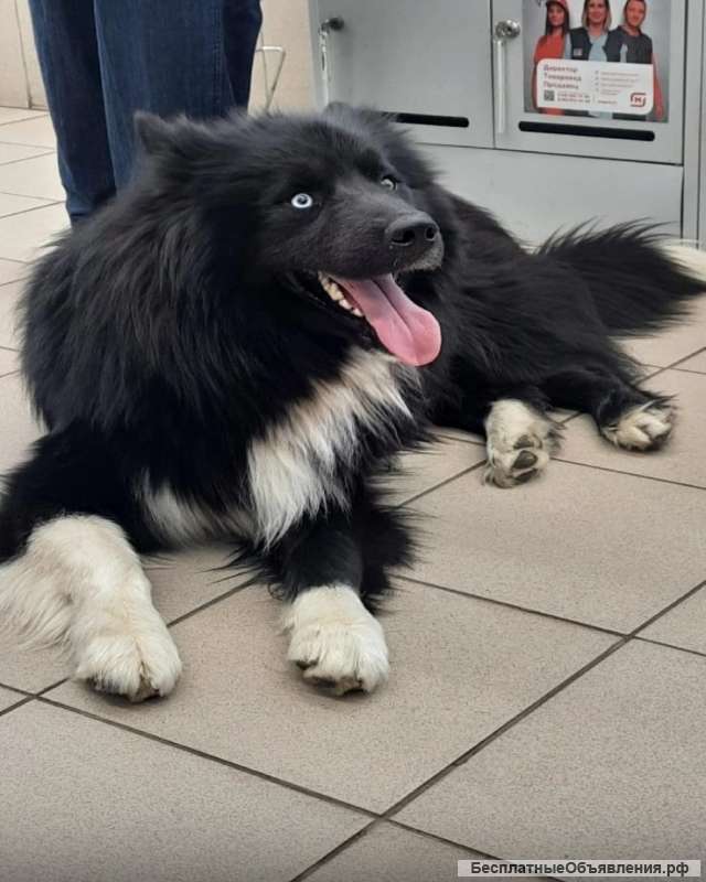 Метис маламута пёс Бой в добрые руки