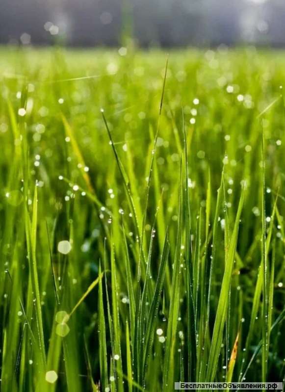 Скосить траву для вас смогу